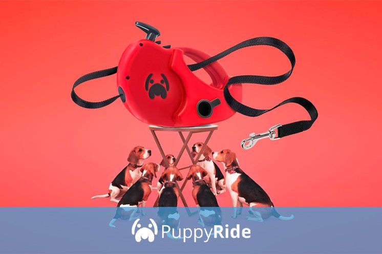 correa para perros